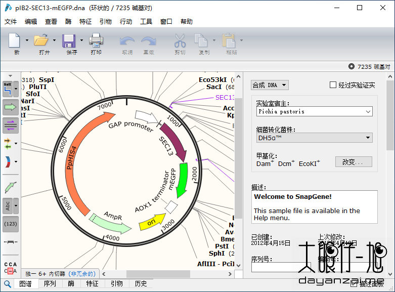 生物分子 DNA 序列分析软件 SnapGene 5.3.1.0 中文多语免费版